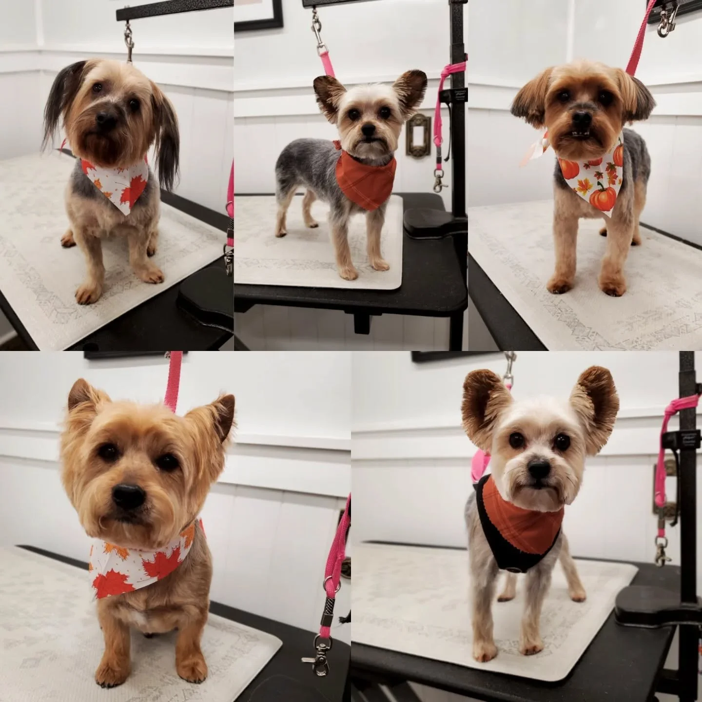 YORKIESSS!!!&hearts;️&hearts;️&hearts;️