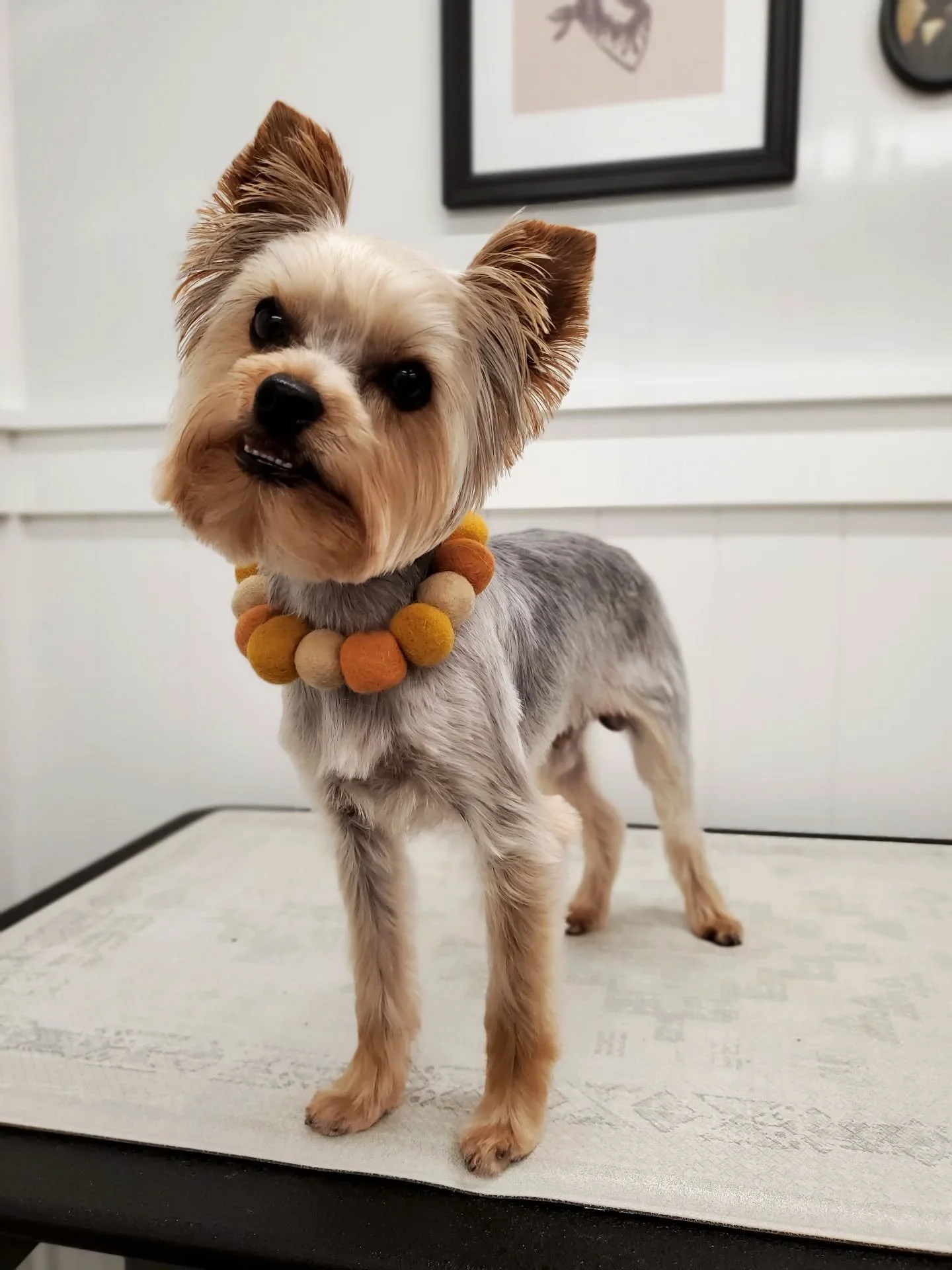 Handsome Lincoln🕶

🐾How to make an appointment🐾
📲 Text 585.250.3445 
📧 Savvypawsgrooming@gmail.com
💻 www.savvypawsgrooming.com 
📍Kent, NY
