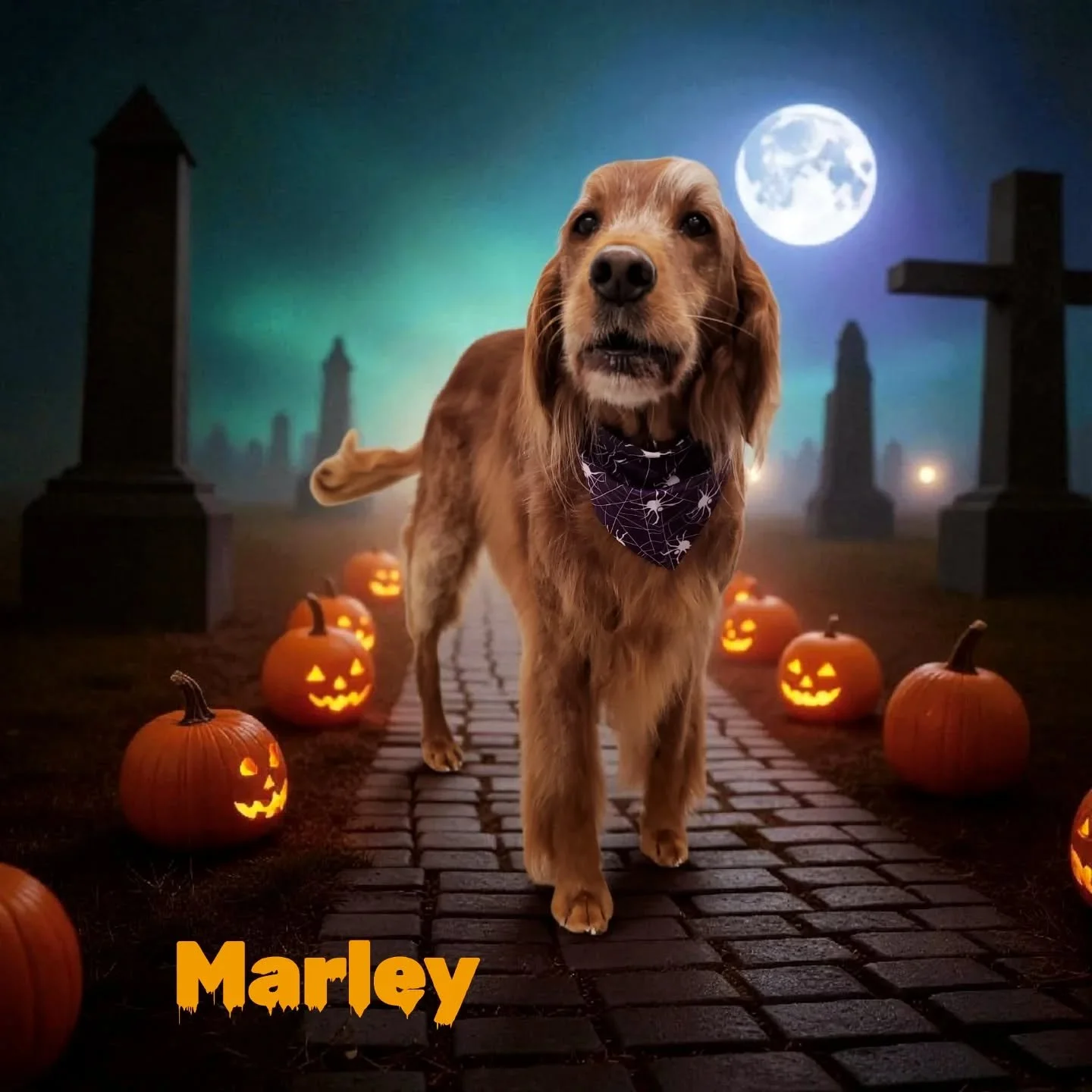 Because it's 🎃Halloween🎃 week...some SPOOKY savvy pups for your viewing pleasure❤️