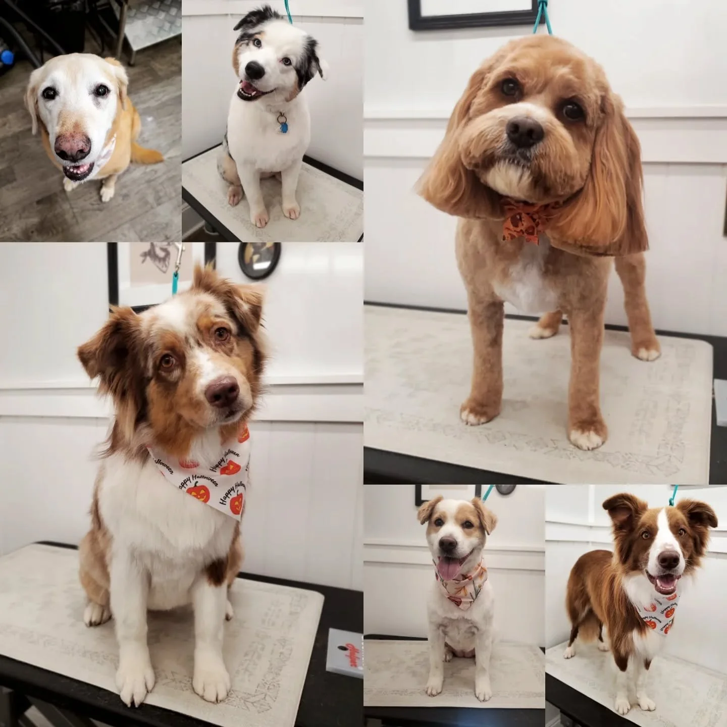 We've got a bunch of cute head tilts going on!!🐾❤️