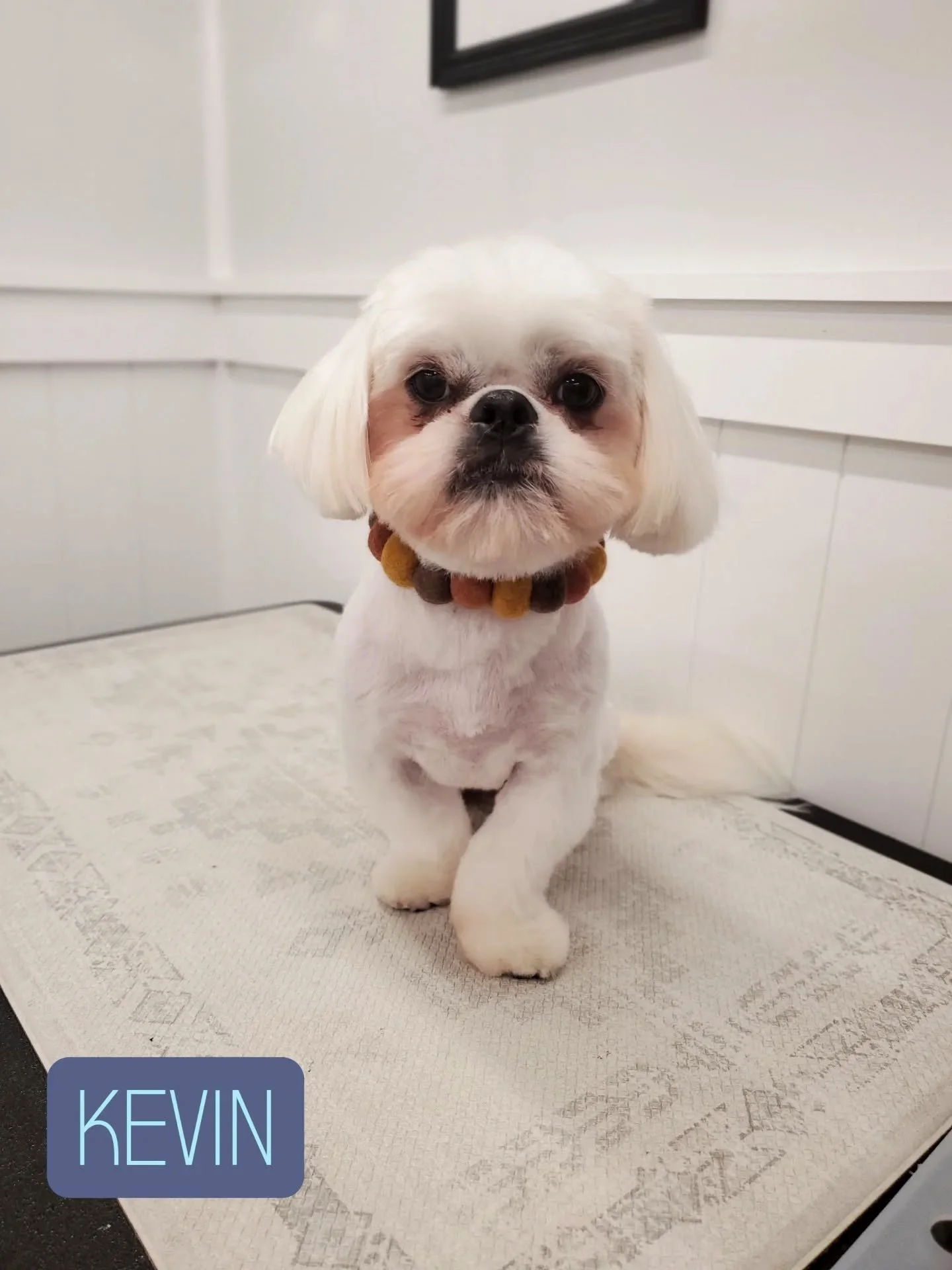 2 handsome boys❤️🐾