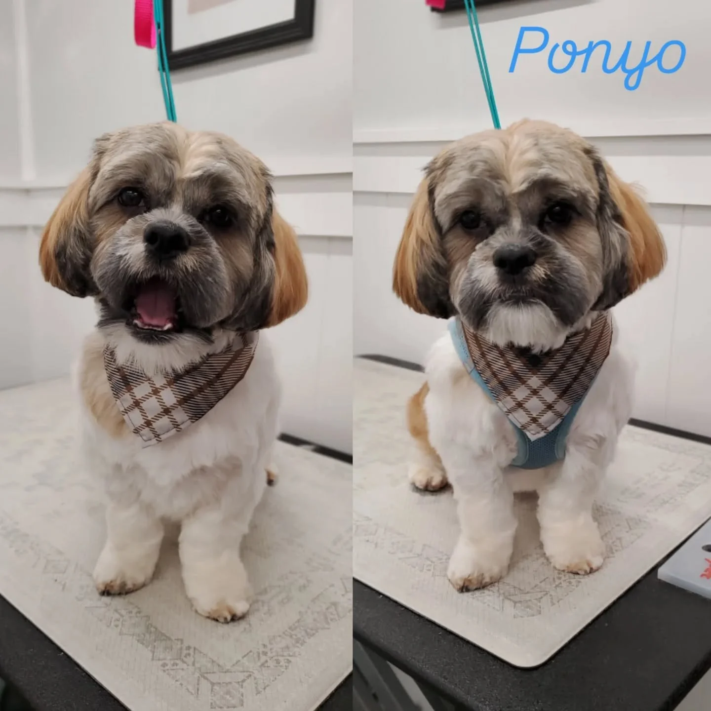 He cracks me up🤣 Ponyo is such a sweetheart🥰
