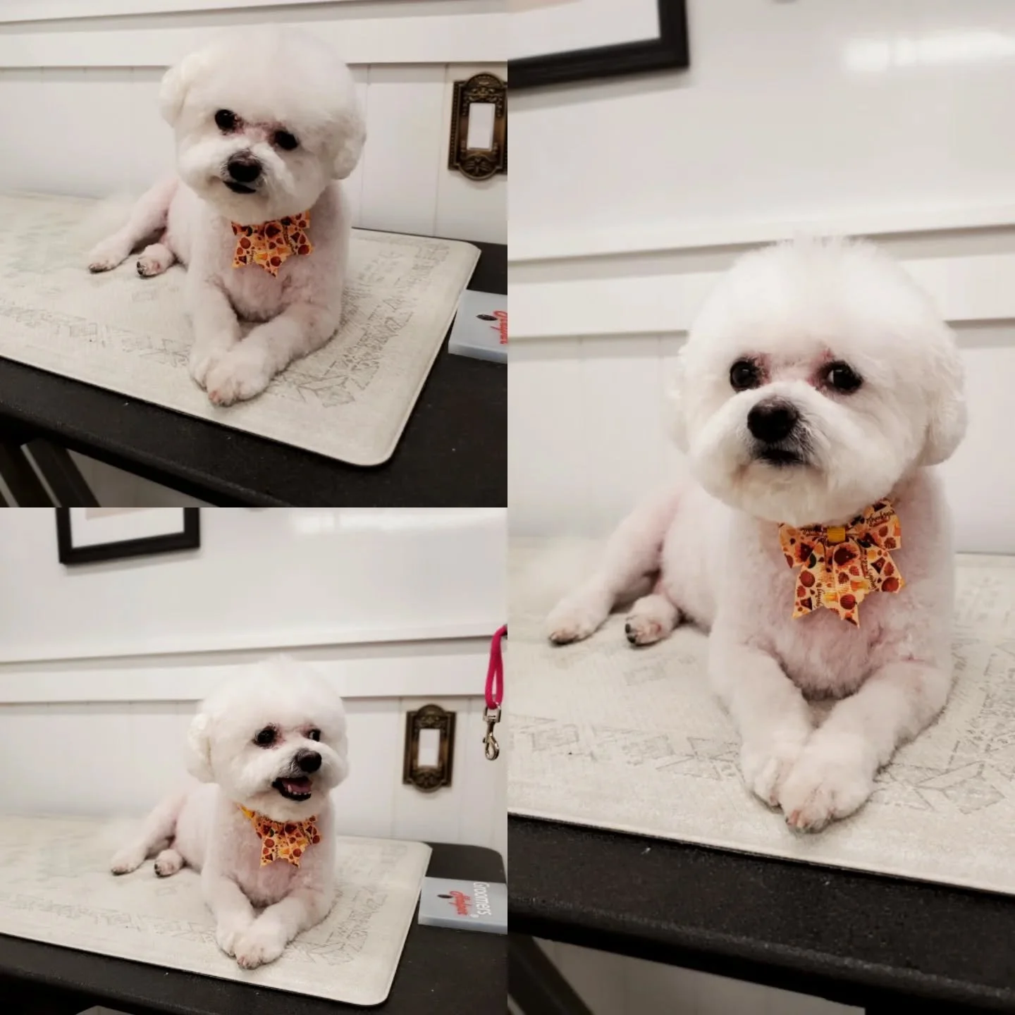 My little BFF, Bean🐾🥰❤️