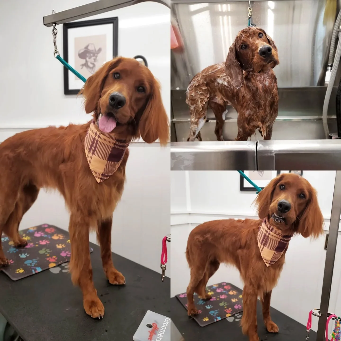 Welcome to the SAVVY PAWS fam, Knox!❤️💙

He was a little nervous of the new experience, but soon warmed up and even gave me a goofy toothy smile at the end 😄