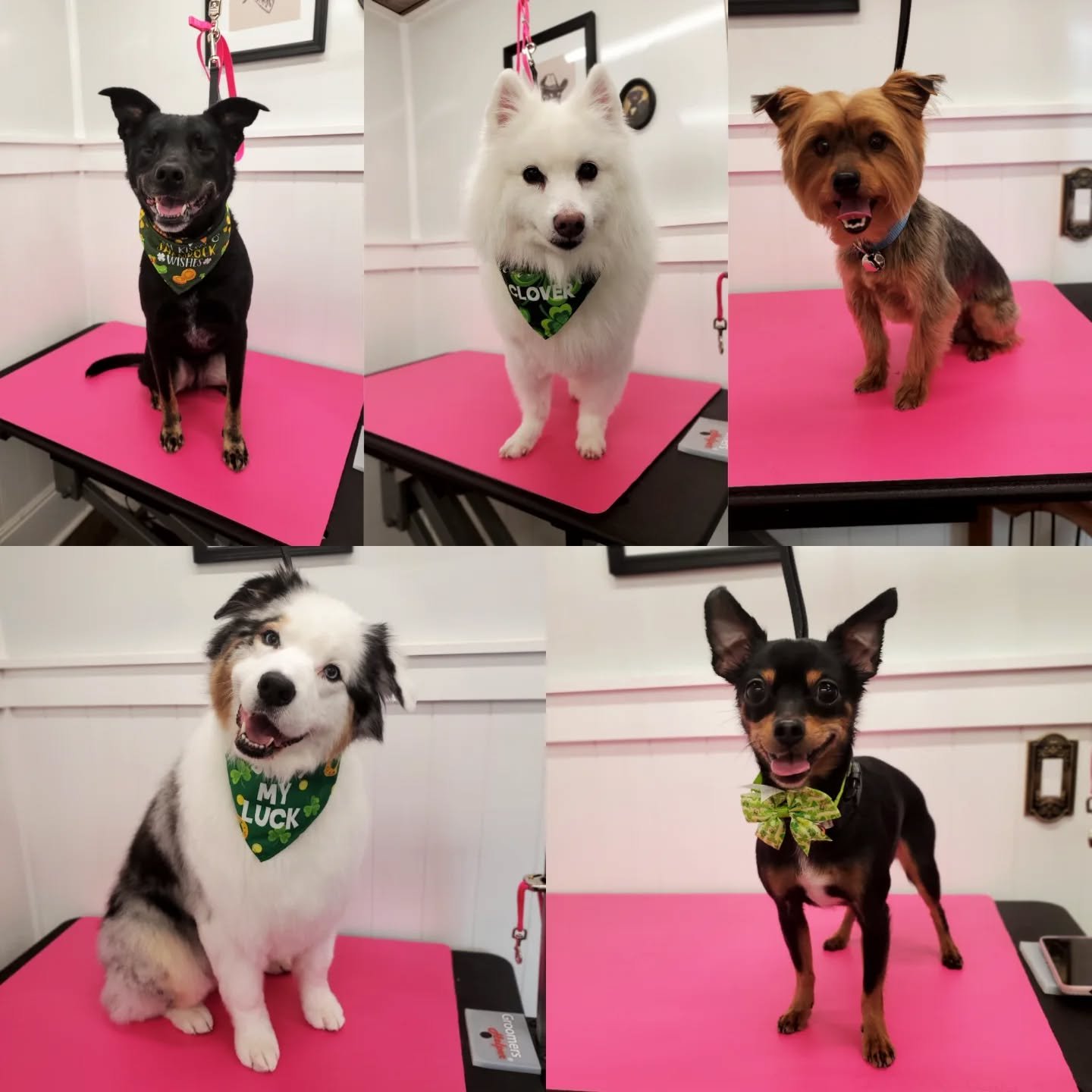 Looking for a calm, personalized grooming experience in Kent, NY? 🐶💛

Here&rsquo;s why pet parents love Savvy Paws:
🐕 One-on-One Grooming - No other dogs, just your pup and their dedicated groomer
🚫 No Crates. No Crate Drying. Ever.
⏰ Flexible Ap
