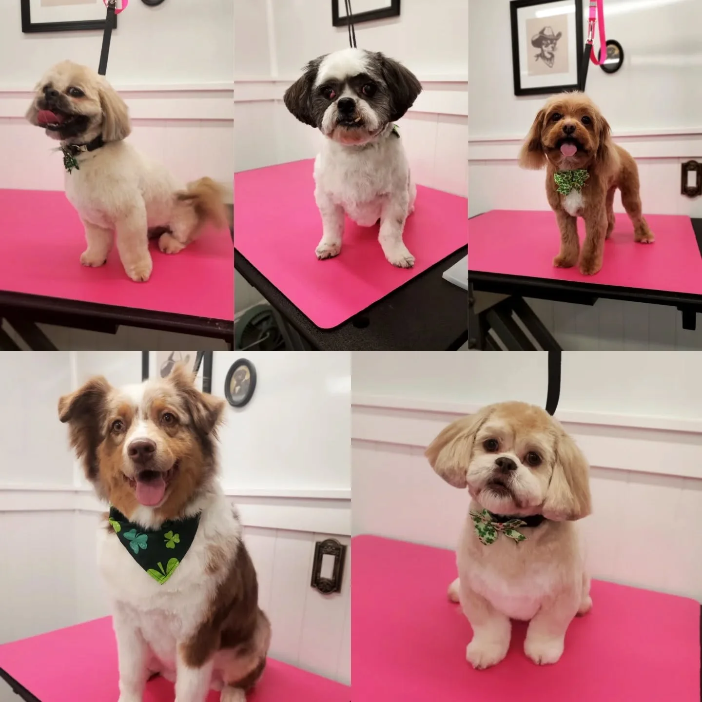 I'm so happy the snow is gone, however...I see a LOT of muddy paw prints in my future🐾🐾😬 Anywho...enjoy these cuties!!❤️