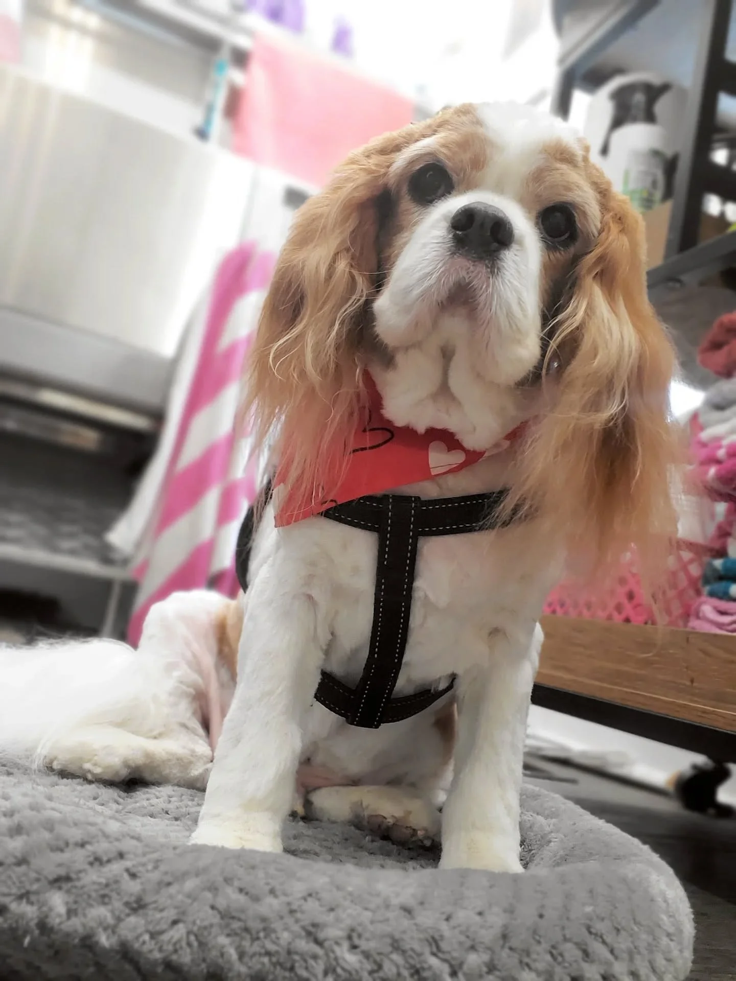 Will you be my Valentine? 💝 🐾