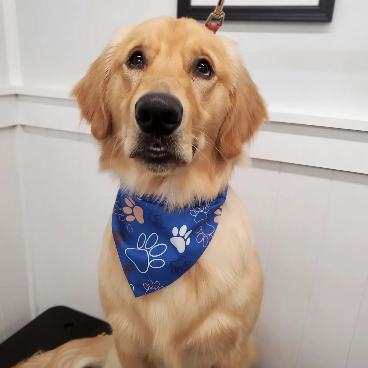 Tucker, Geo and Aubrey all fresh and clean!🐾❄️🐾