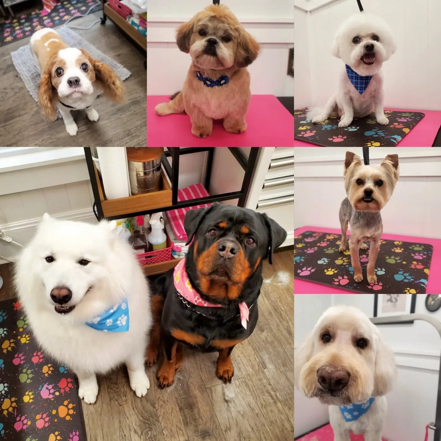 🐾🐾🐾