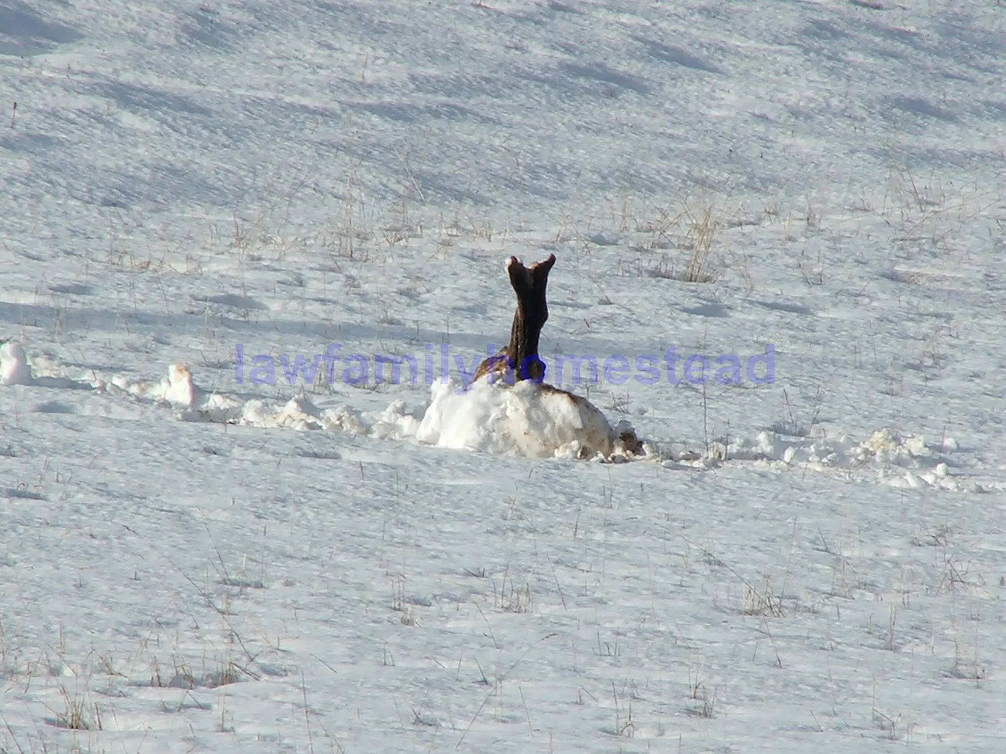 Bull Snowball - 2.jpg