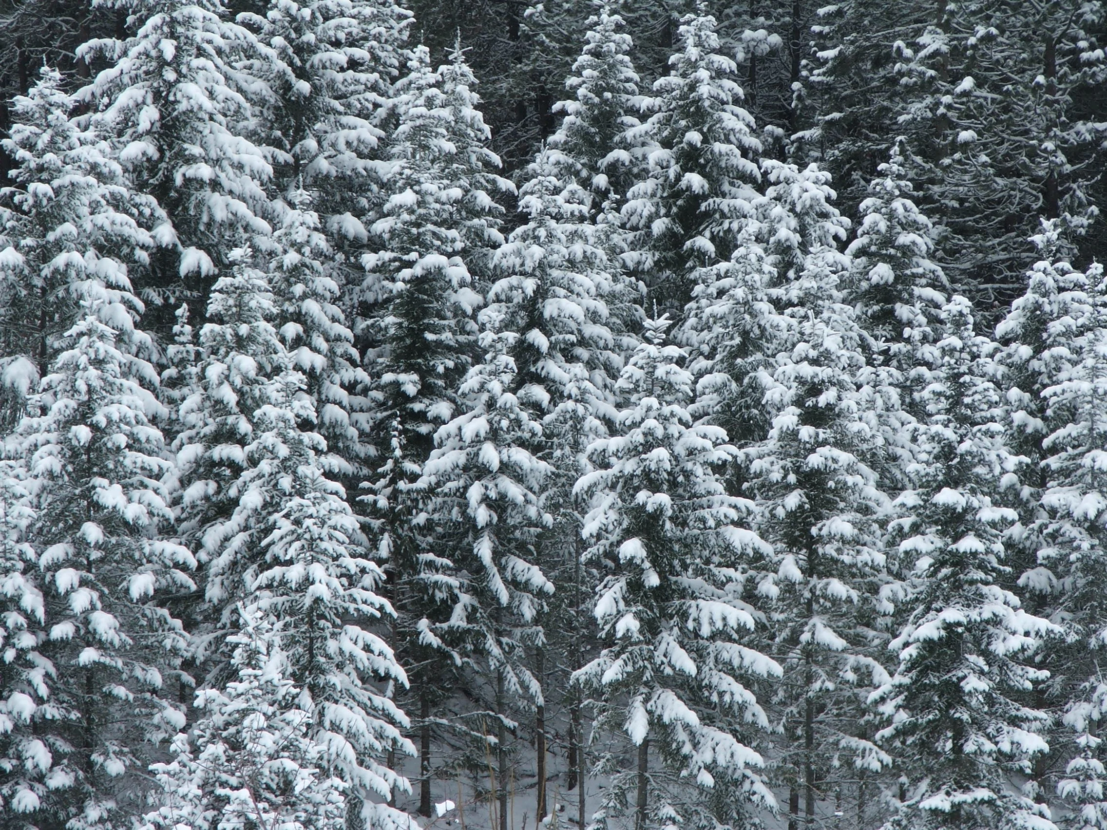 Report From the Frozen Northland