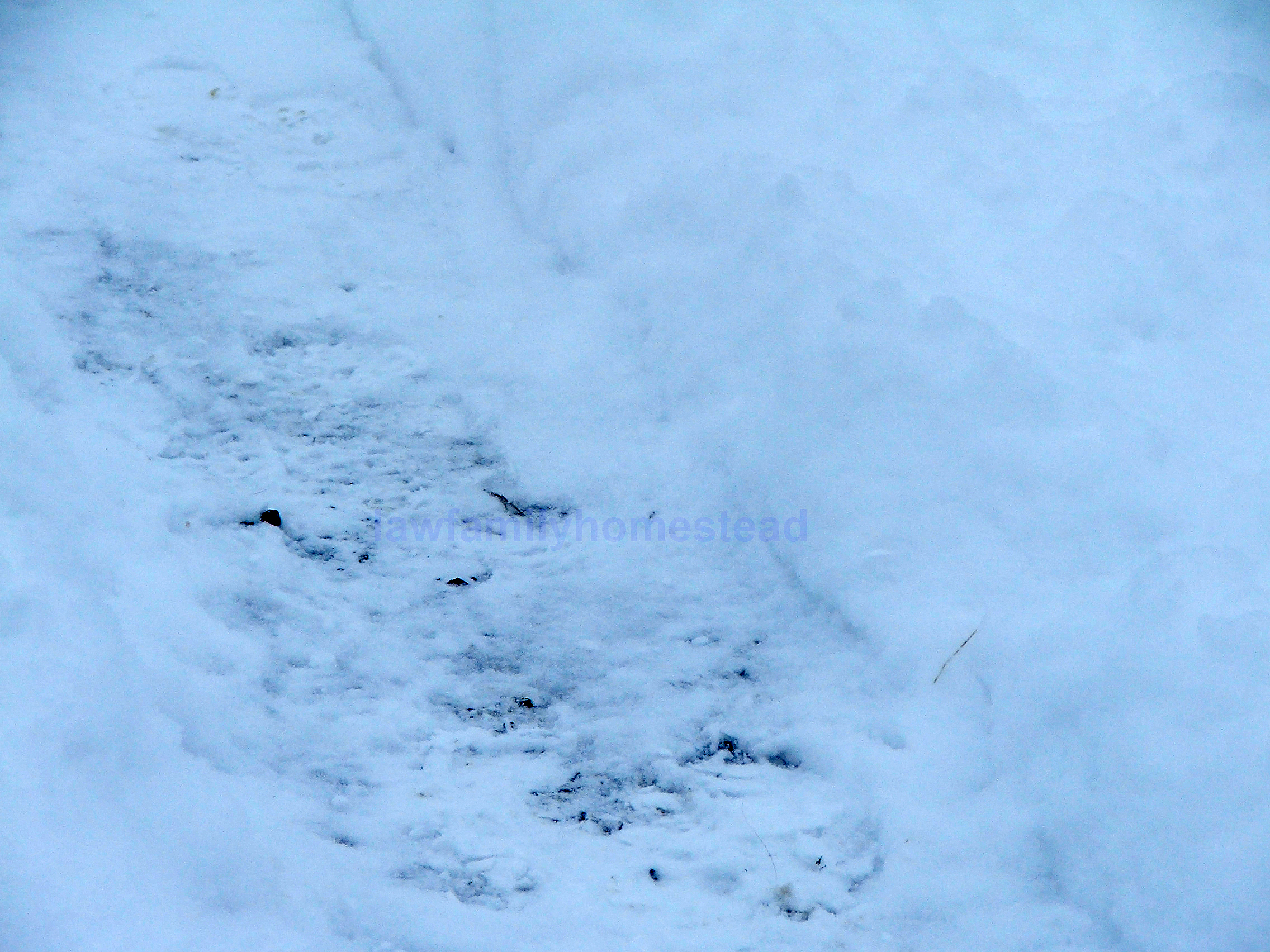 A trail to my stanchion cleared by the early crew.