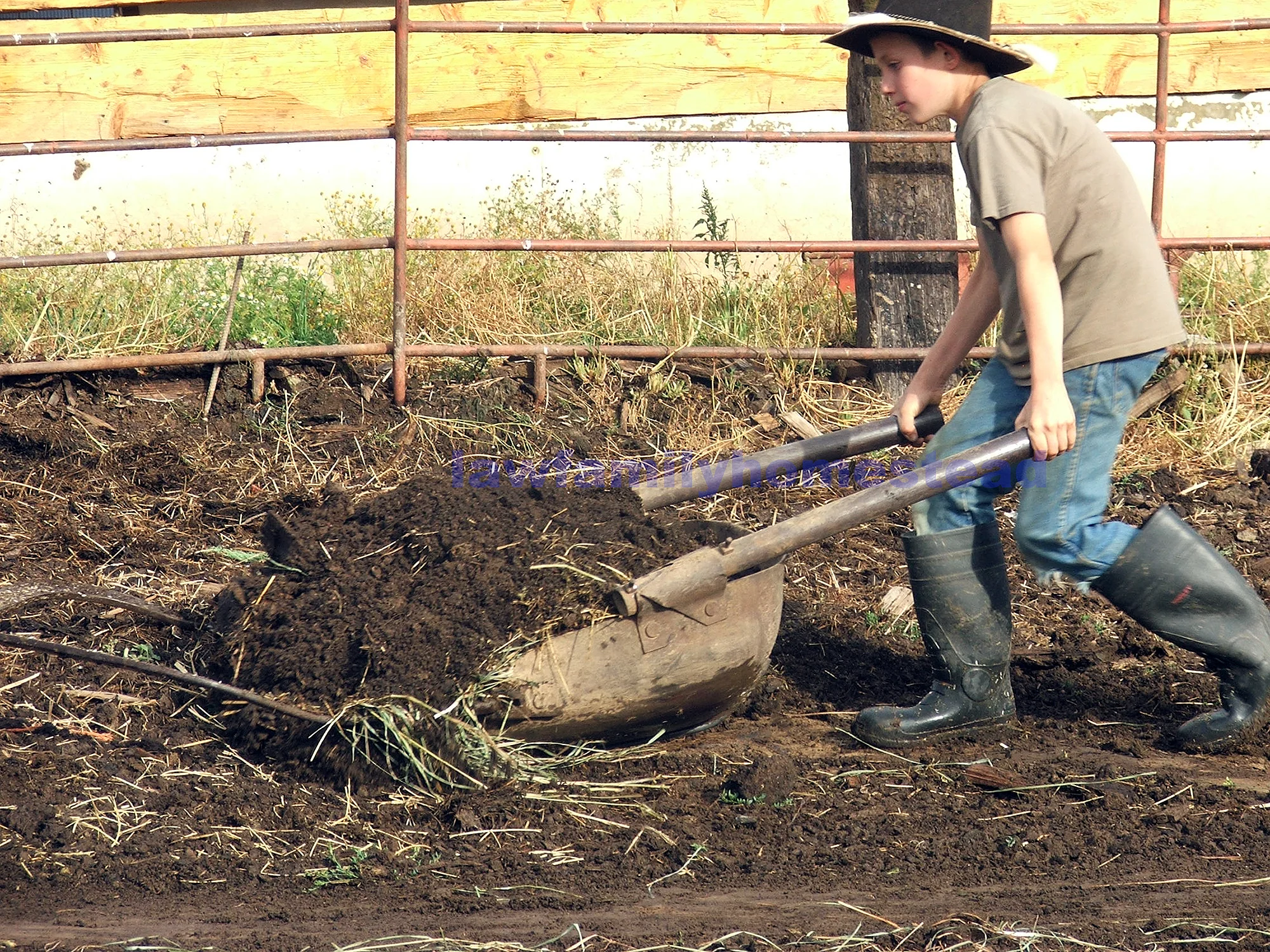 The Buck Scraper and the Oxen