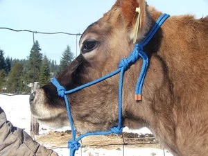 Halters+-+Cow.jpg