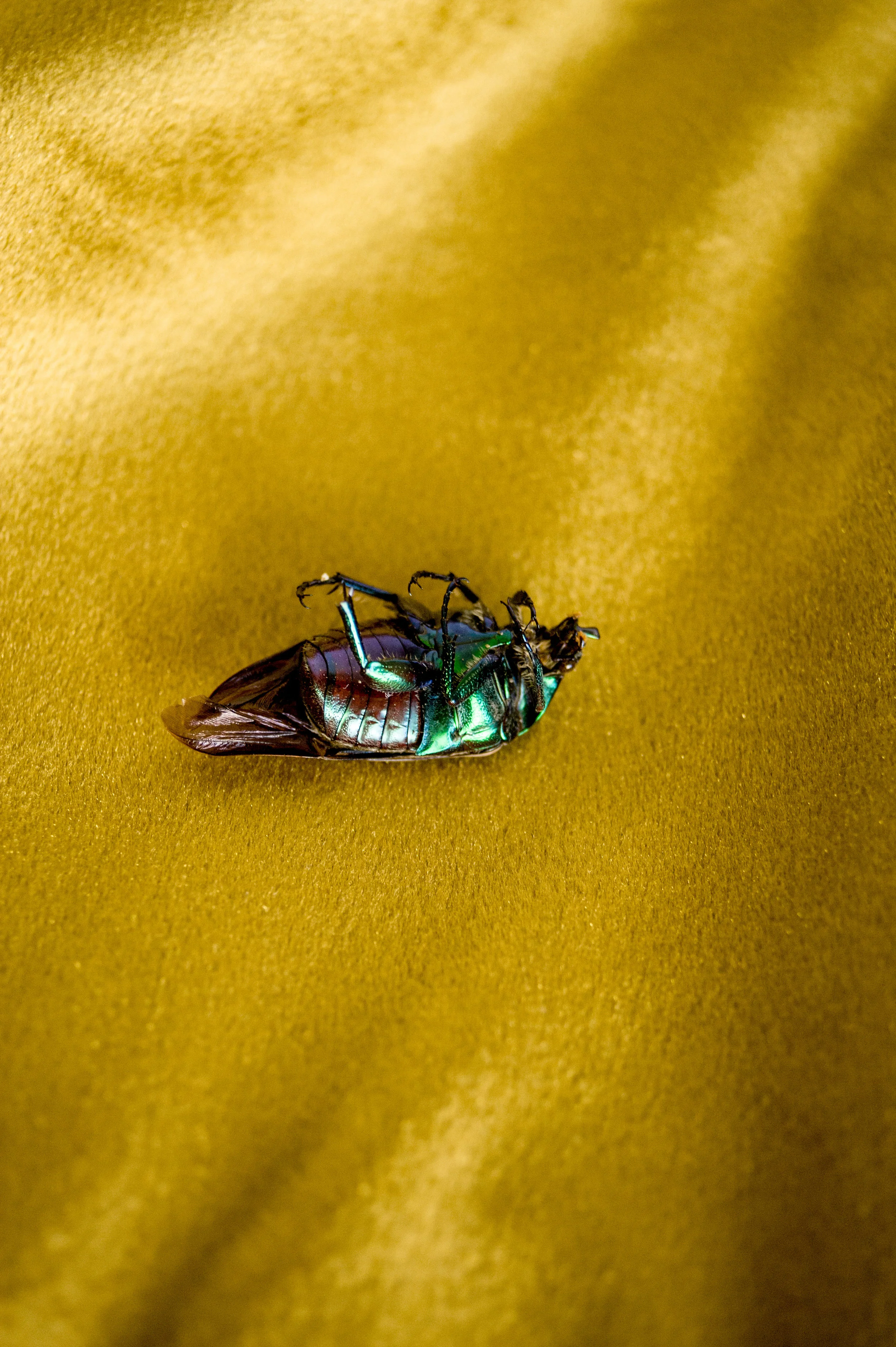 Beetles-10.jpg