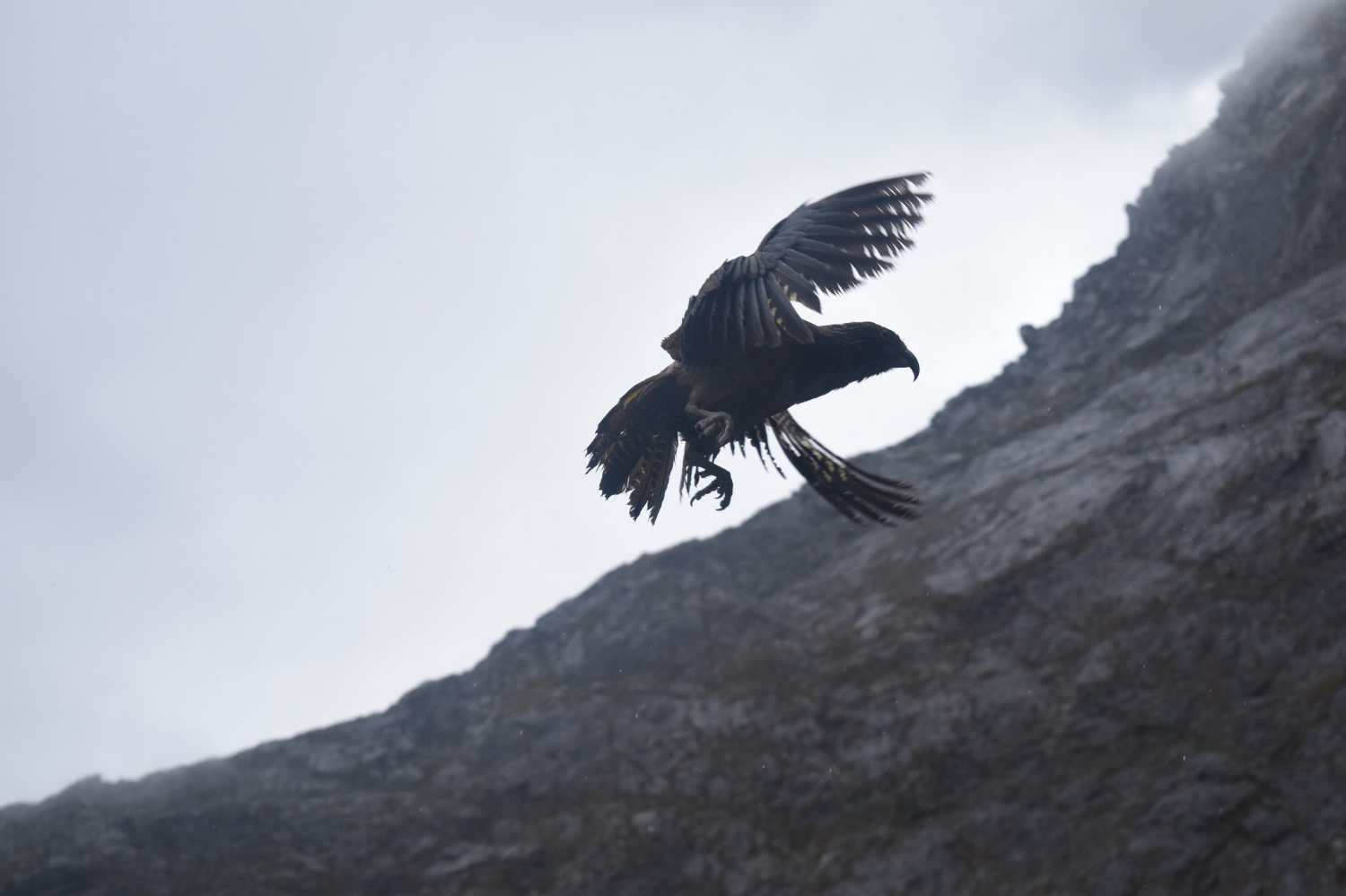 Kea in Flight.jpg