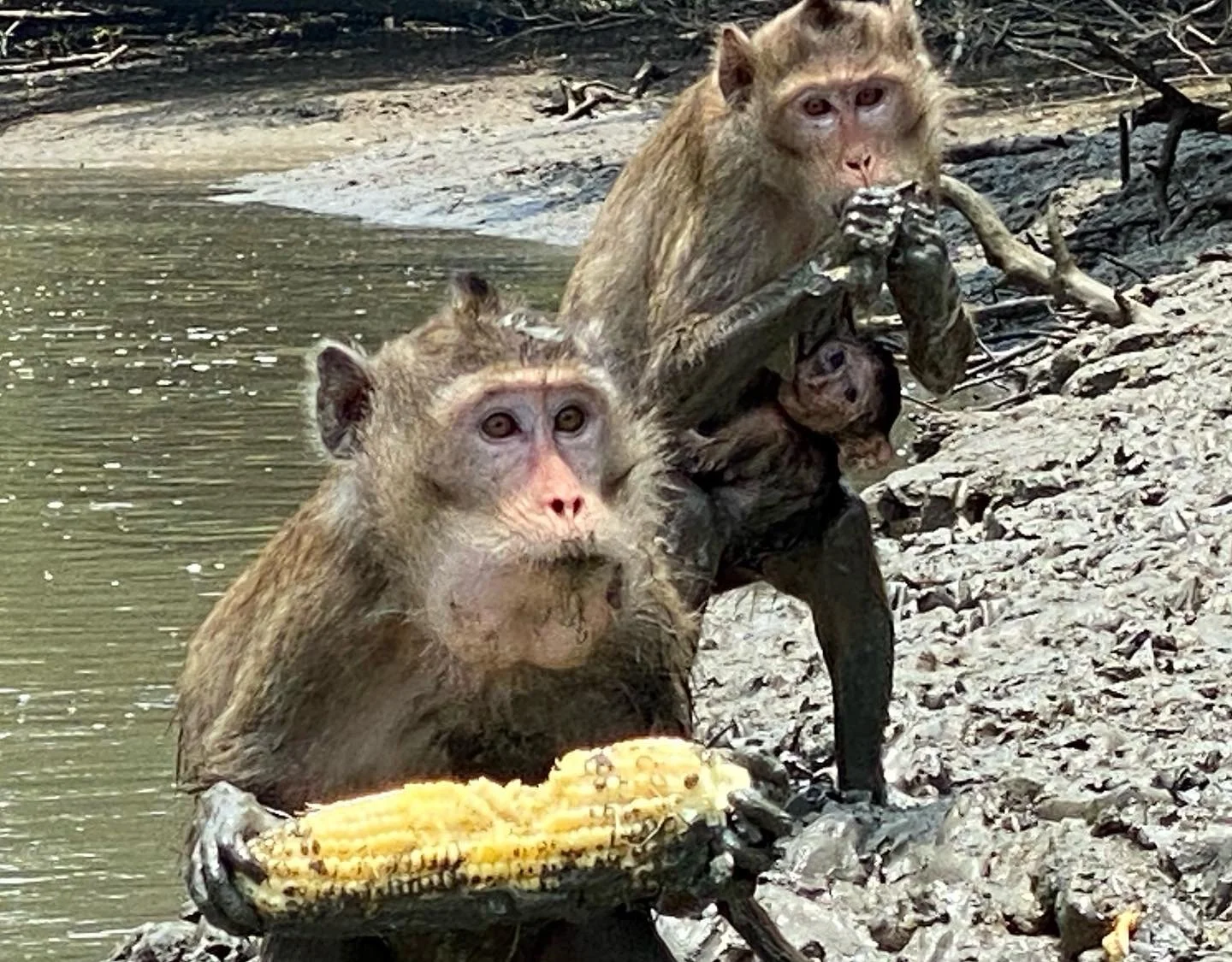 Ecology, deforestation of mangroves in Thailand, a recent visit to investigate shrimp aquaculture