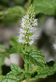 Spearmint2.jpg