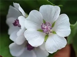 Marshmallow3.jpg