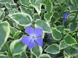 Periwinkle variegated2.jpg