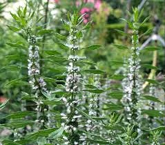 motherwort.jpg