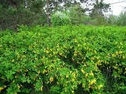 Caragana 2.jpg