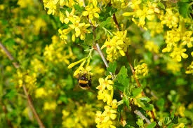 Currant.jpg
