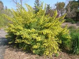 Currant yellow.jpg