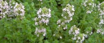 Thyme1.jpg