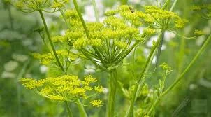 Lovage3.jpg