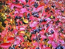 Aronia3.jpg