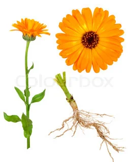 Calendula.jpg