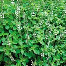marjoram.jpg