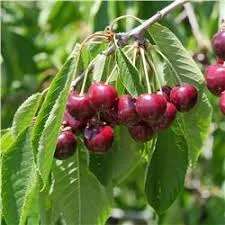 Bing fruit.jpg