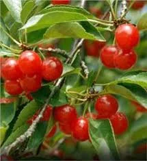 Monmrency cherry fruit.jpg