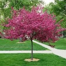 Royal Raindrops Crabapple.jpg