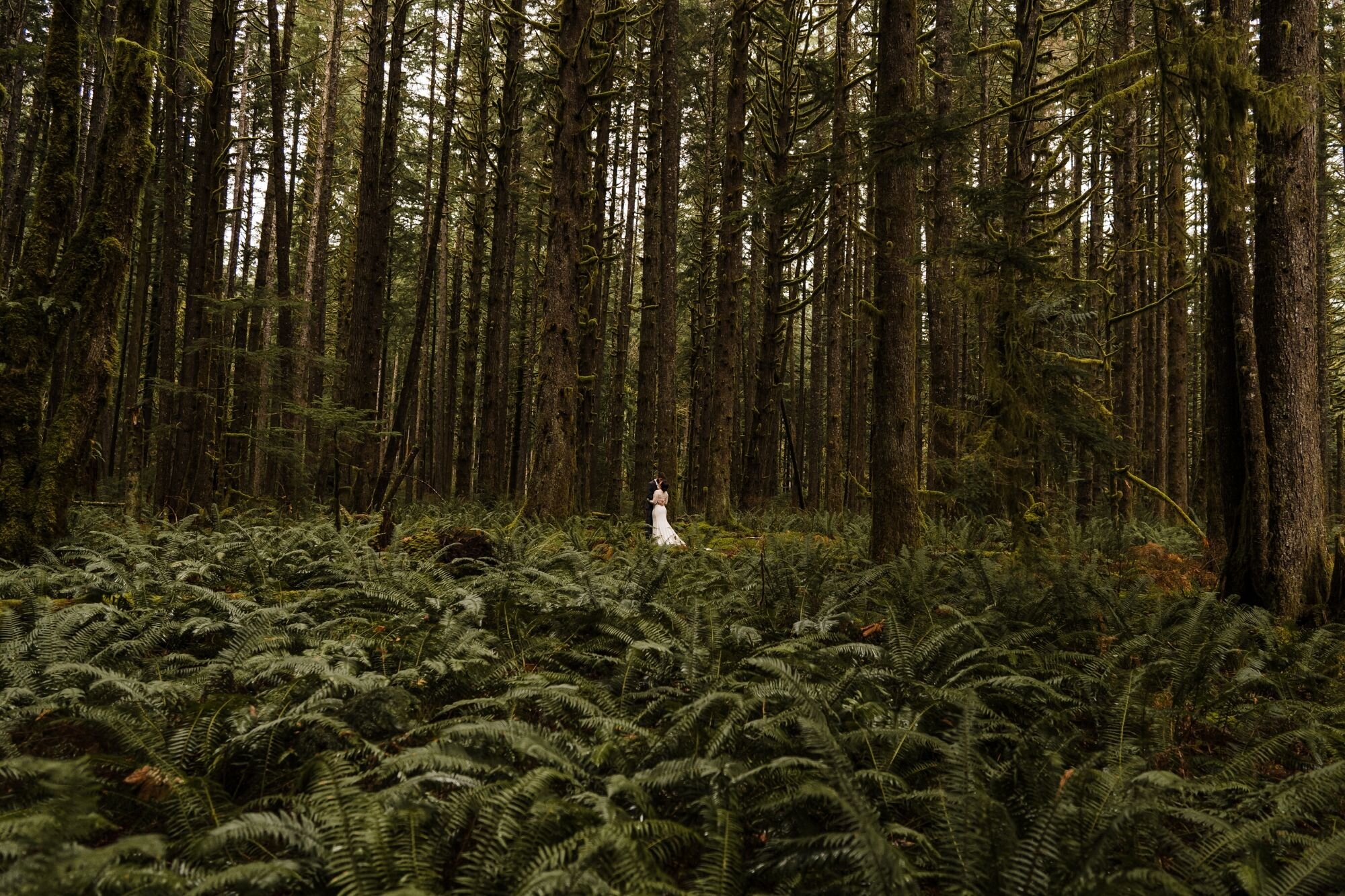 Snoqualmie Valley Intimate Forest Elopement | Between the Pine Adventure Elopement Photography