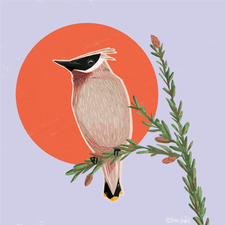 ©LouDahl_Waxwing.png