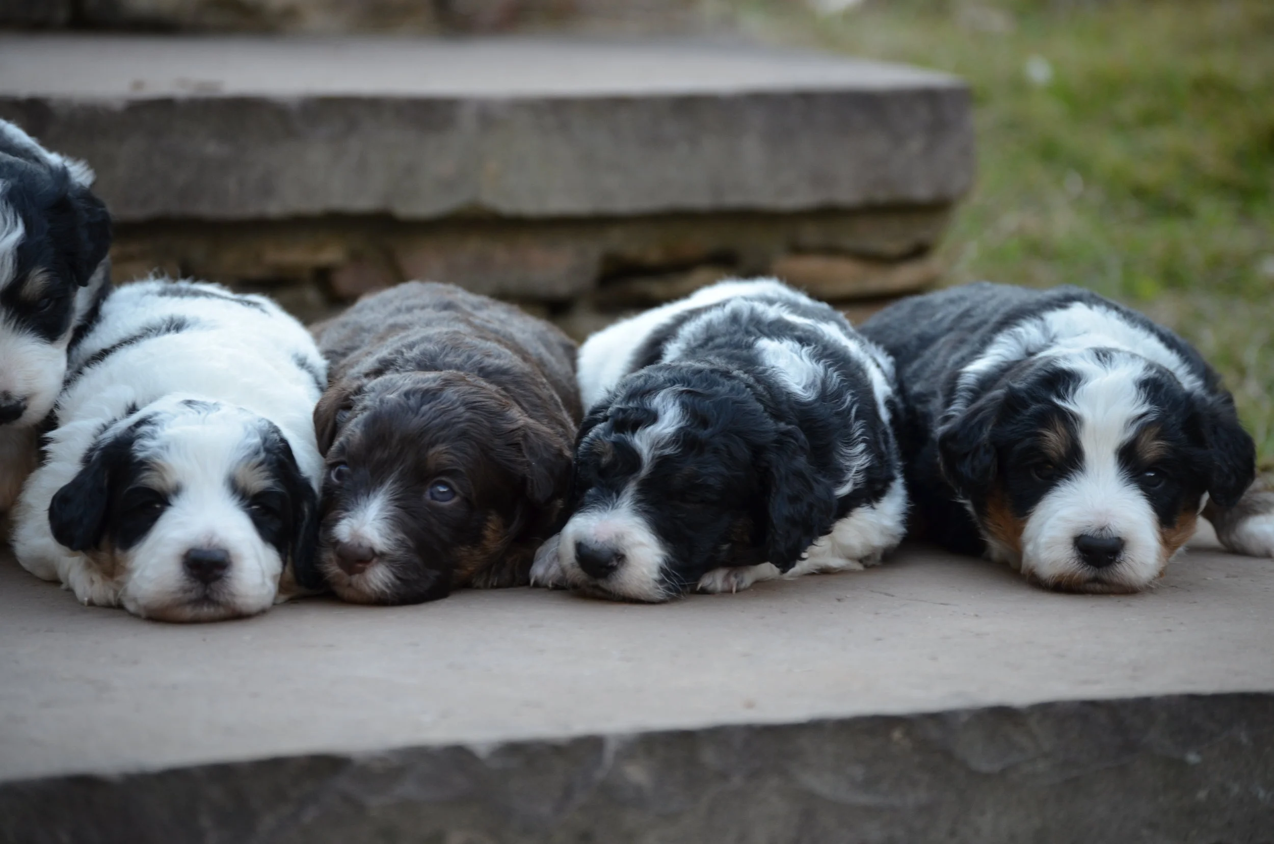 swiss doodle breeders