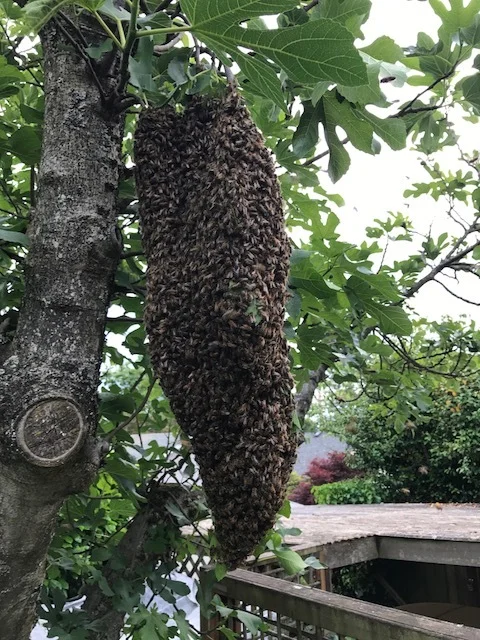 we collect and re-home swarms!