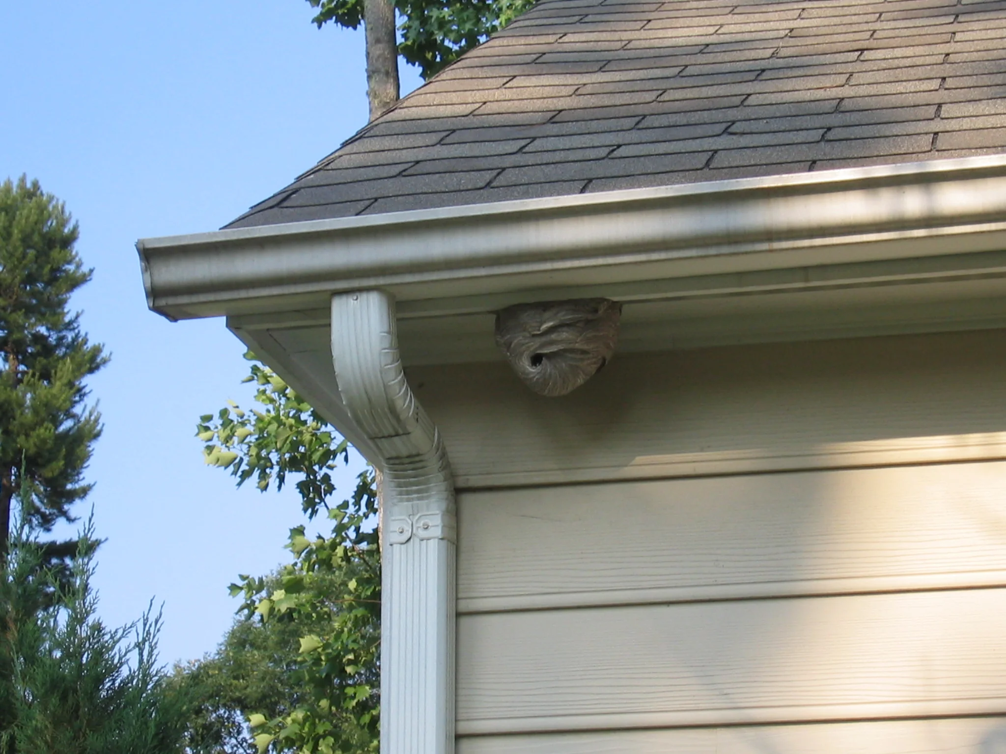 a wasp nest under the awning