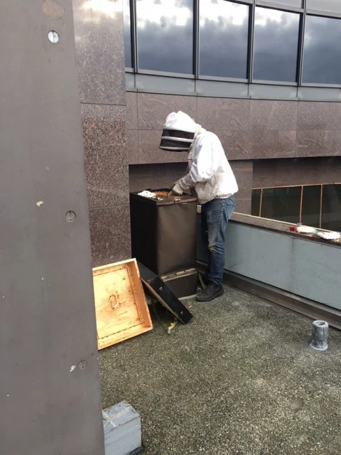 Inspecting the West Hive