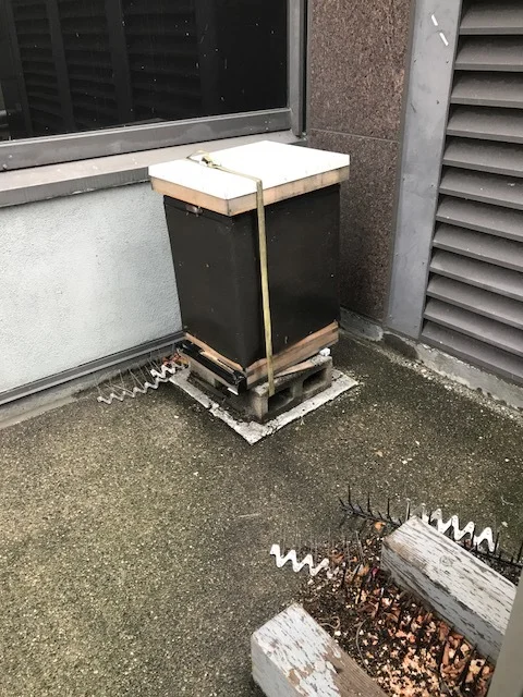 North Hive