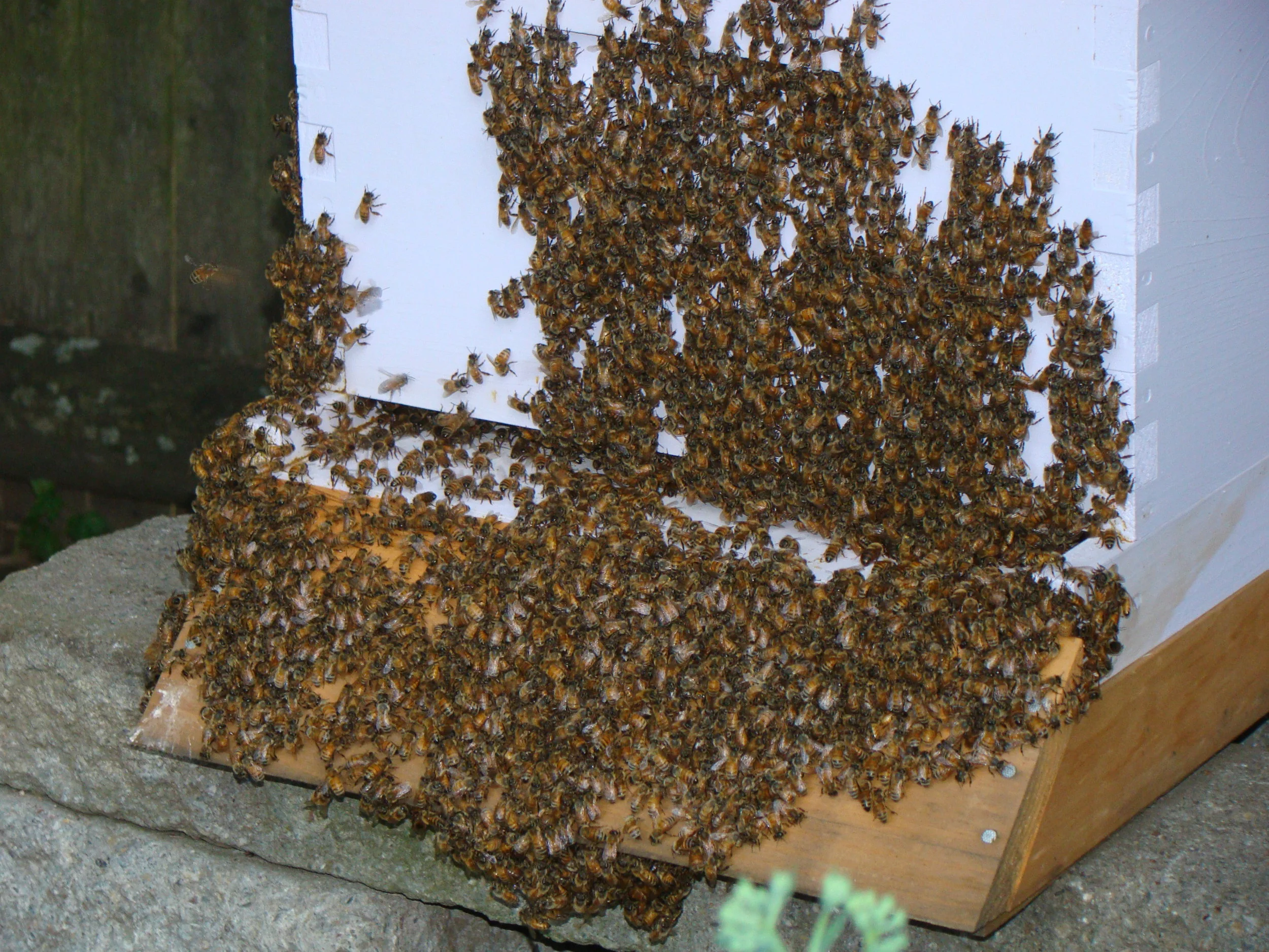 Bees bearding at the hive entrance