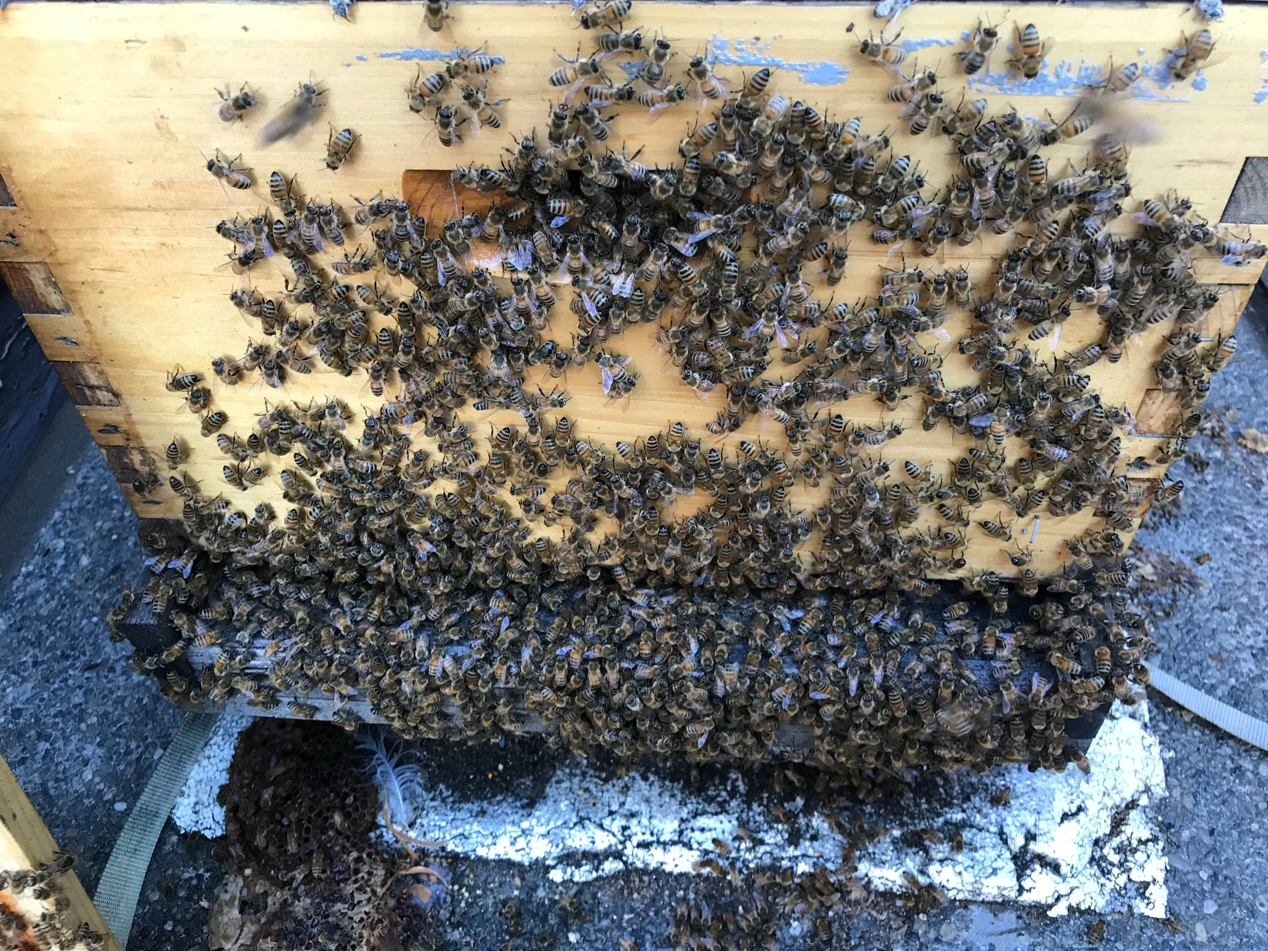 North colony bees at hive entrance