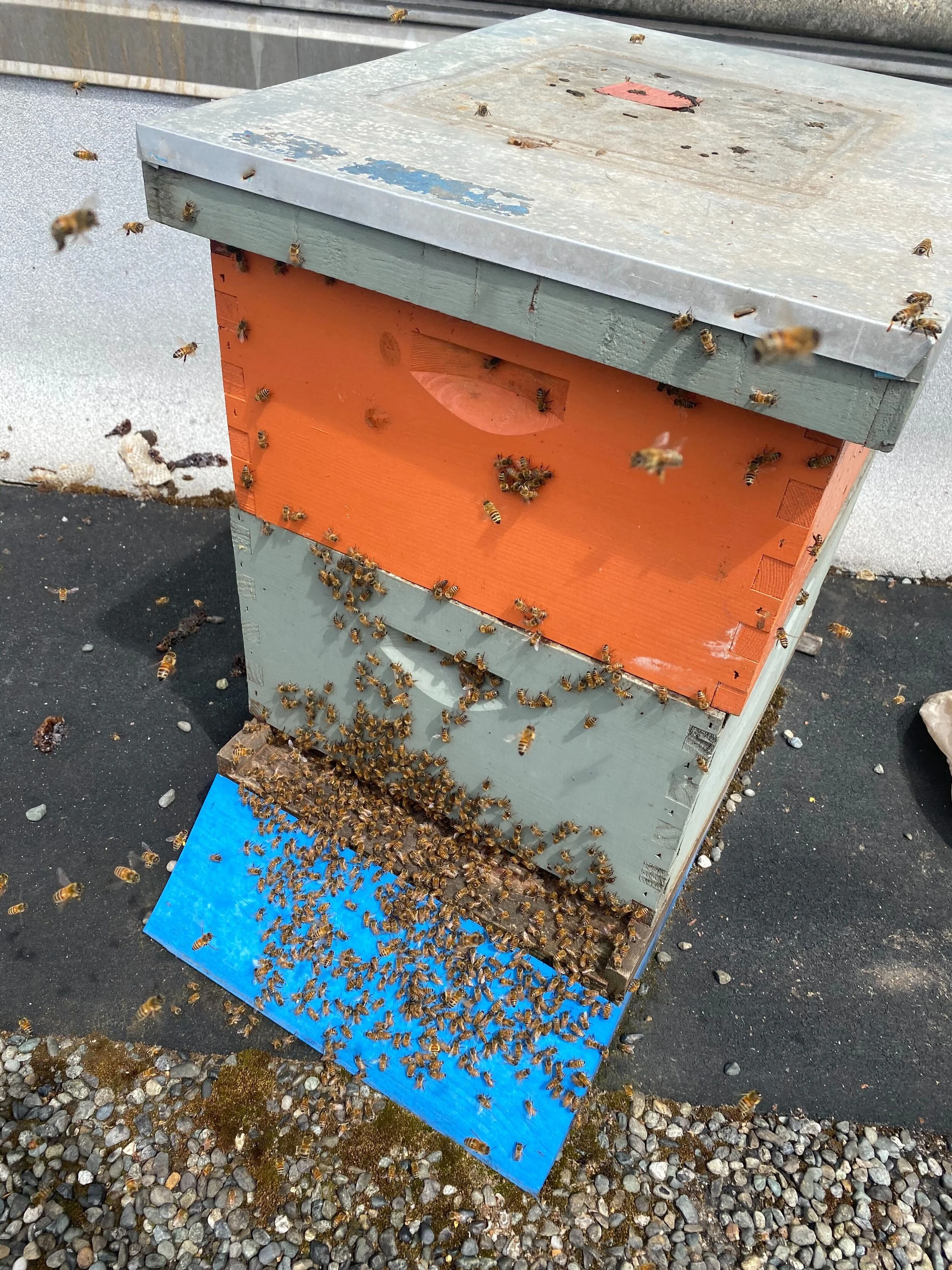 Inspection Report - 05/10/2020 and 05/25/2020