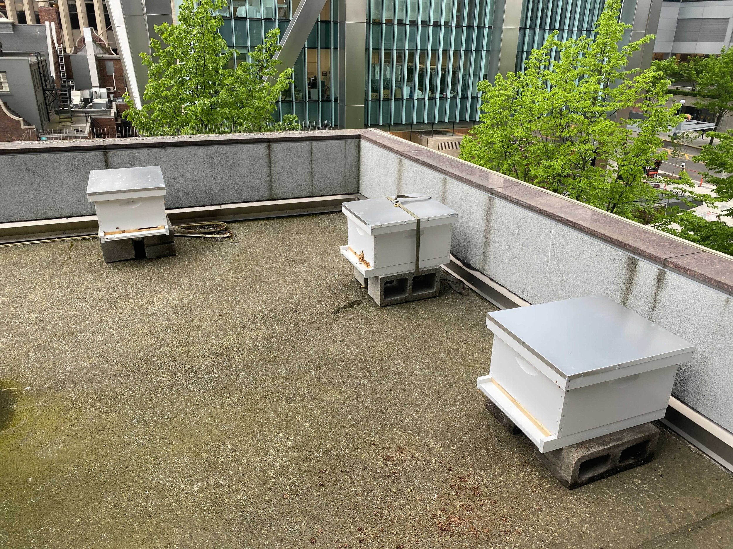 Inspection Report - New Apiary - 5/8/2021
