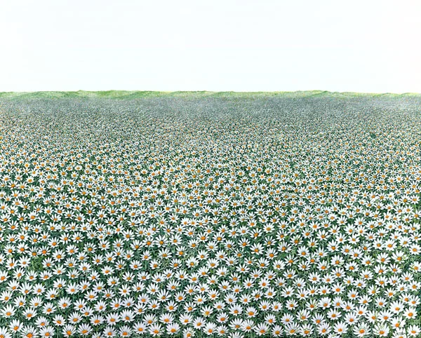 B-MACE_005_A-Field-of-Daisies_WEB.jpg