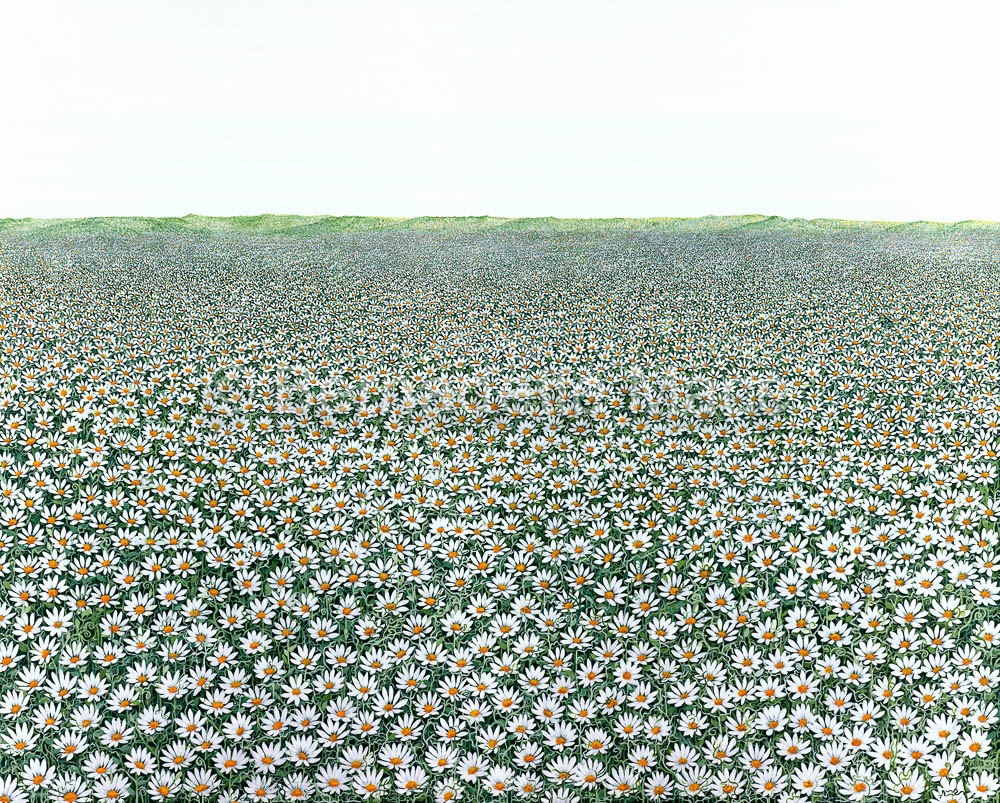 B-MACE_005_A-Field-of-Daisies_WEB-4.jpg