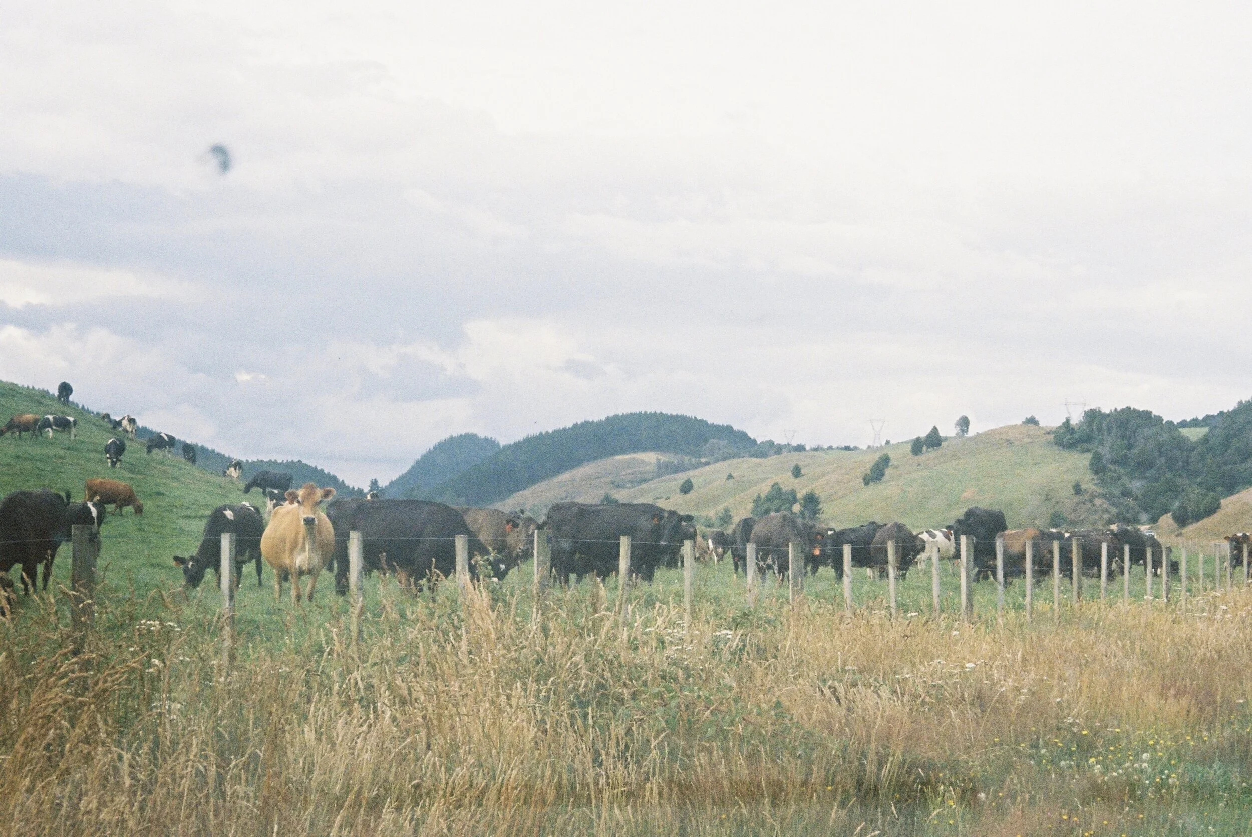 Photo 12-1-20, 3 57 14 am (50).jpg